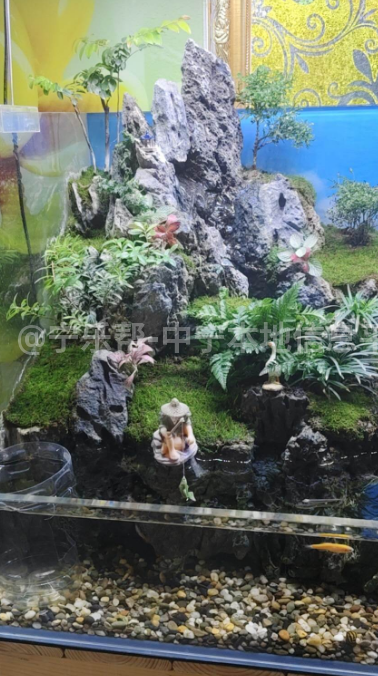 出售多功能水陆生态鱼缸