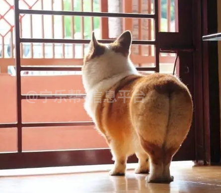 出售半年的柯基犬