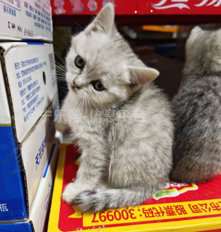 出售宠物猫银渐层银虎斑