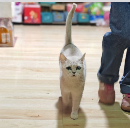 出售宠物猫银渐层银虎斑