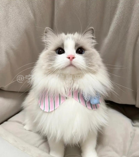 寻求缅因猫或布偶猫的宠物配种