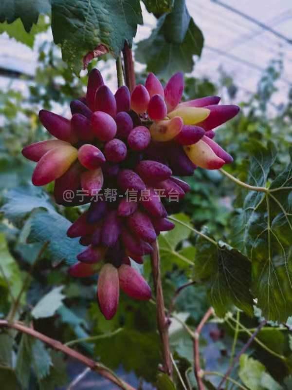 葡萄采摘园带技术转让转租